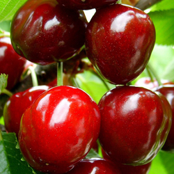 Пазл: Сладкая черешня