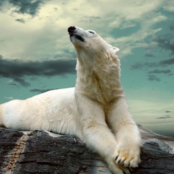 Пазл: Белый медведь  