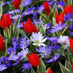 Пазл: Весна