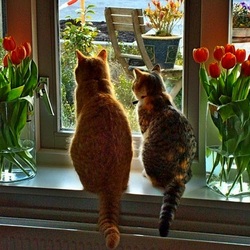 Пазл: Весна