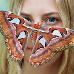 Пазл: Гигантская бабочка