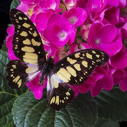 Пазл: Бабочка