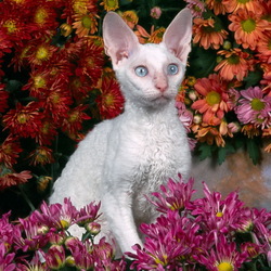 Пазл: Котонатюрморт