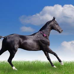 Пазл: Арабский скакун     