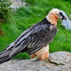 Пазл: Бородач  