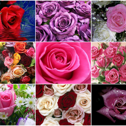 Пазл: Розы