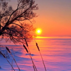 Пазл: Зимнее солнце
