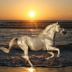 Пазл: Бег по берегу моря   