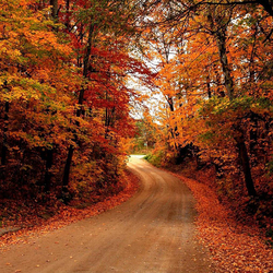 Пазл: Осенняя дорожка