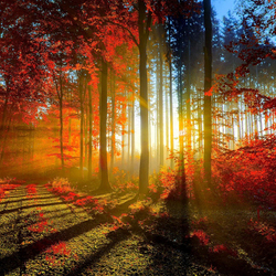 Пазл: Утреннее зарево