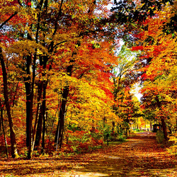 Пазл: Парк в Лейк Милс