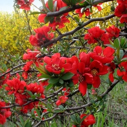 Пазл: Японская айва