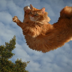 Пазл: Прыжок