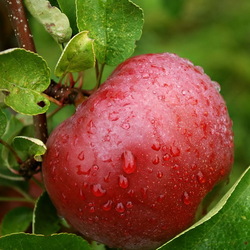 Пазл: Спелое яблоко