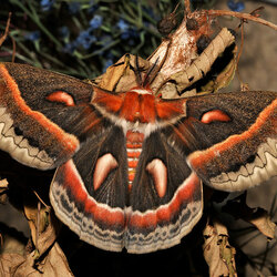 Пазл: Павлиноглазка