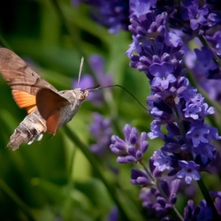 Пазл: Бражник языкан обыкновенный