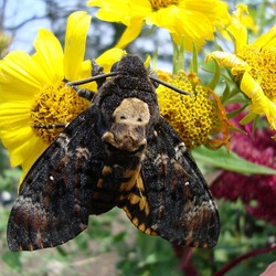 Пазл: Мертвая голова