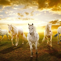 Пазл: Лошади на закате 