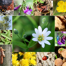 Пазл: Лесной 