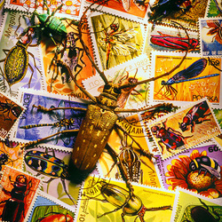 Пазл: Жуки на почтовых марках