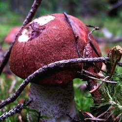 Пазл: Подосиновик