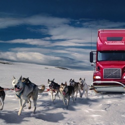 Пазл: Собачья сила 