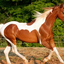 Пазл: Пегая красавица 