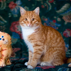 Пазл: Рыжики