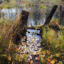 Пазл: Осенний 