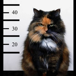 Пазл: Мохнатый преступник   