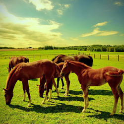 Пазл: На пастбище