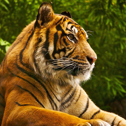 Пазл: Тигр