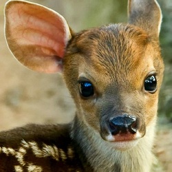 Пазл: Малыш