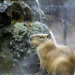 Пазл: Тепленькая пошла