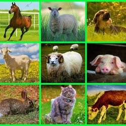 Пазл: Домашние животные