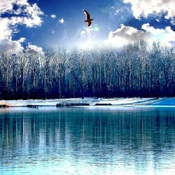 Пазл: Чайка над озером  
