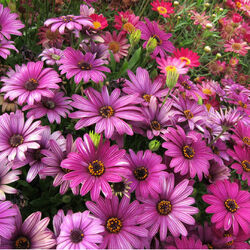 Пазл: Цветочный ковер