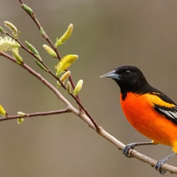 Пазл: Иволга