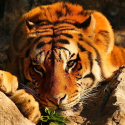 Пазл: Тигр