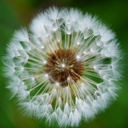 Пазл: Одуванчик