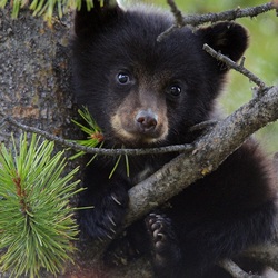 Пазл: Медвежонок