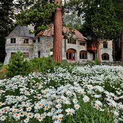 Пазл: Ромашки возле дома