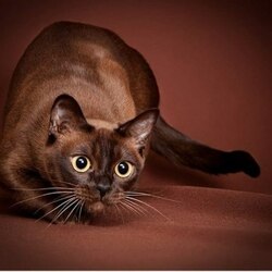 Пазл: Охотница