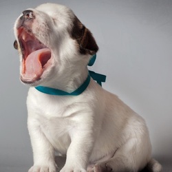 Пазл: Зевающий щенок