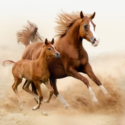 Пазл: Лошади