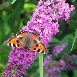 Пазл: Бабочка