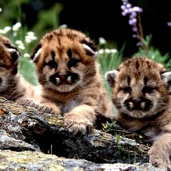 Пазл: В мире животных