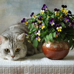 Пазл: Котонатюрморт