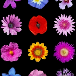 Пазл: Цветы