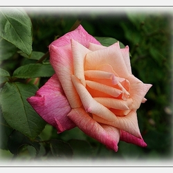 Пазл: Цветок любви